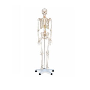 Skelet trupi i njeriut 170 cm - Figura 1