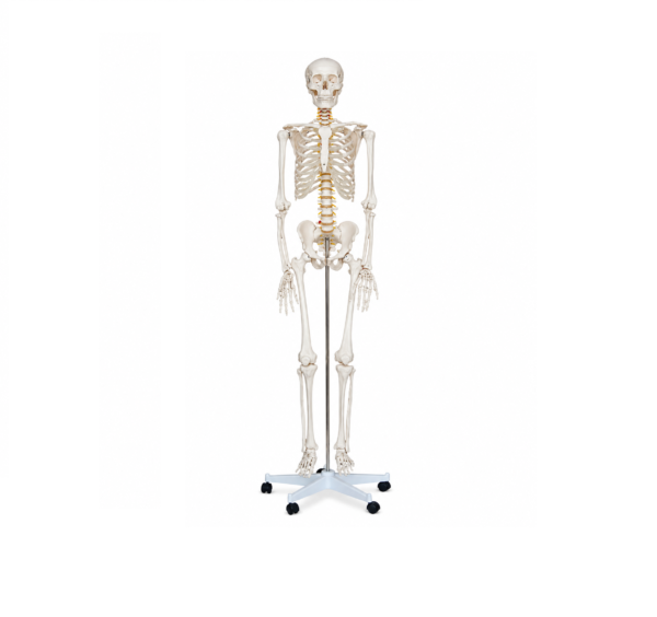 Skelet trupi i njeriut 170 cm Vitalab